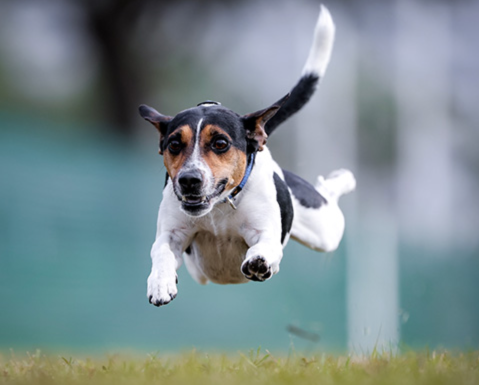 Danish-Swedish Farmdog Breed